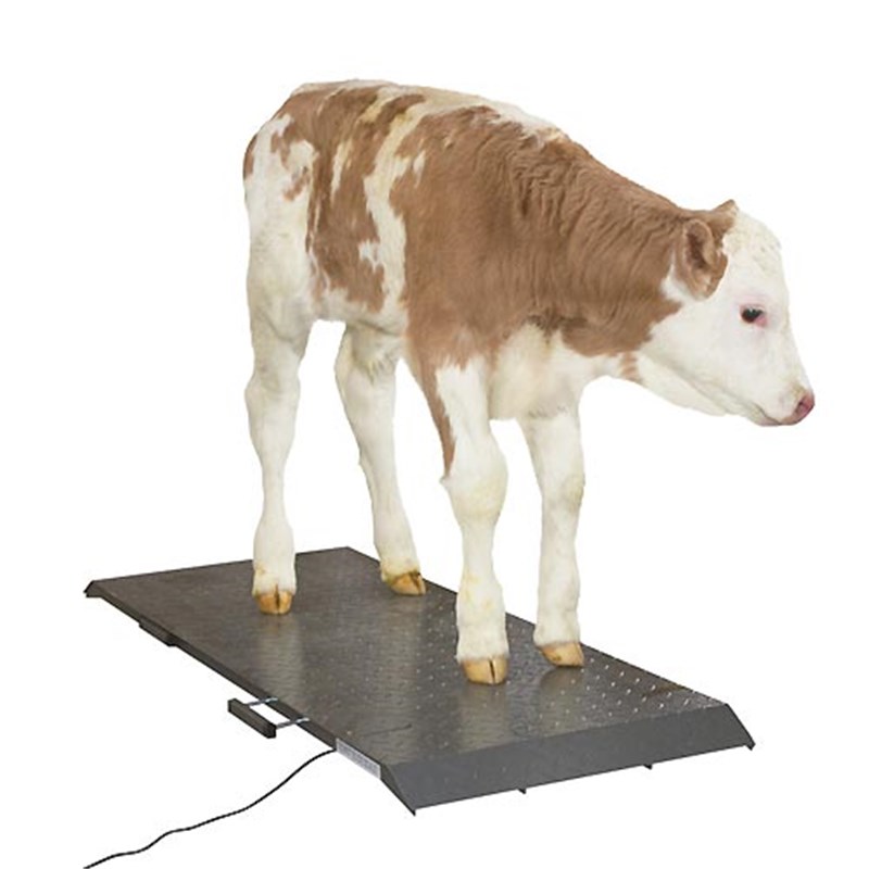 Animal Platform Scales (500kg capacity)