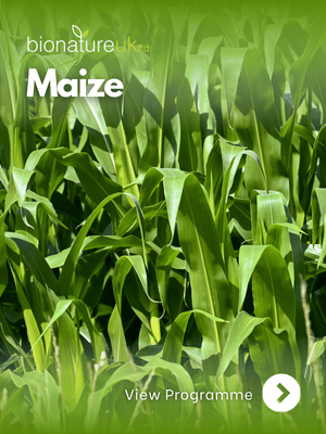Maize_thumbnail