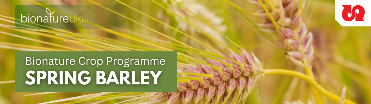 Spring Barley