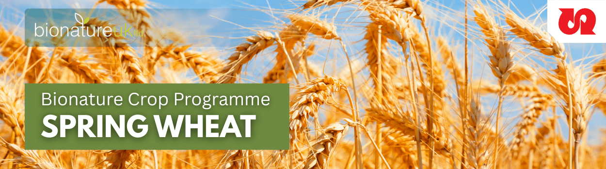 Spring Wheat